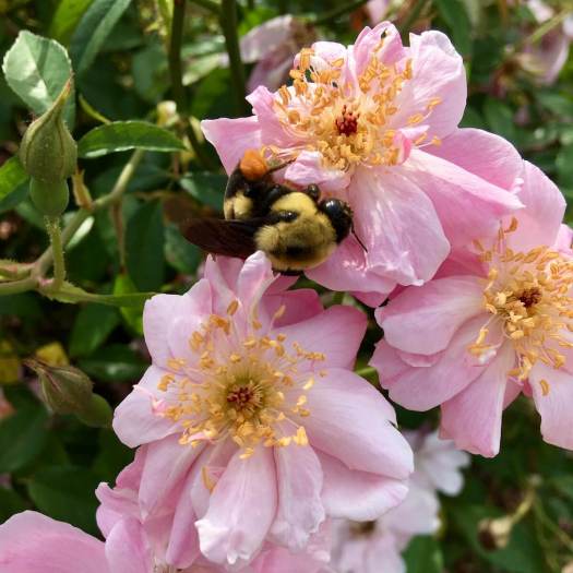 Bee gathering pollen from an old shrub rose
