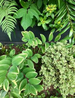 Collection of leafy plants with contrasting shapes and colours
