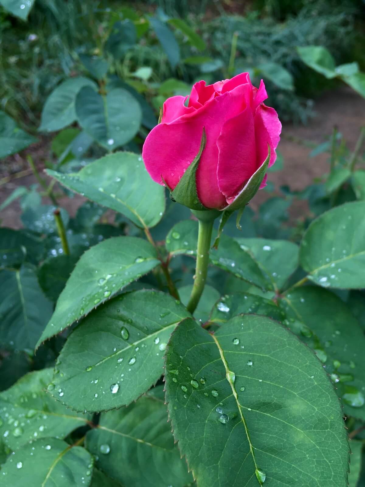 Whole Pink Rose Buds - Youherbit