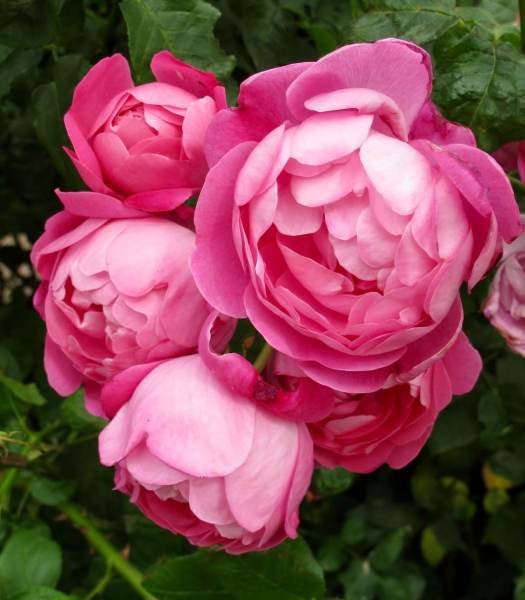 English rose with nodding flowers