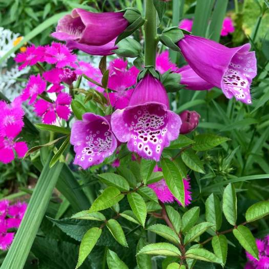 Foxglove with dianthus