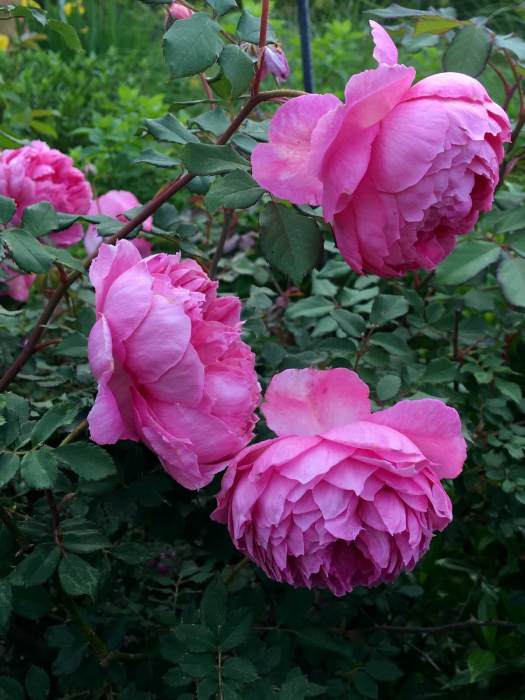 Rosa 'Huntington Rose'
