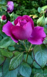 Purple rose bud