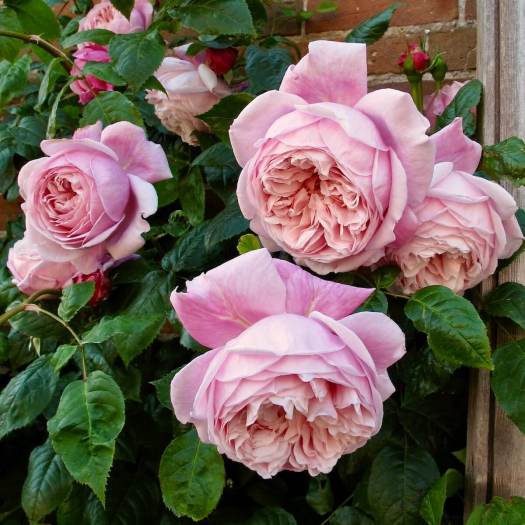 Rosa 'Spirit of Freedom' has huge nodding pink flowers