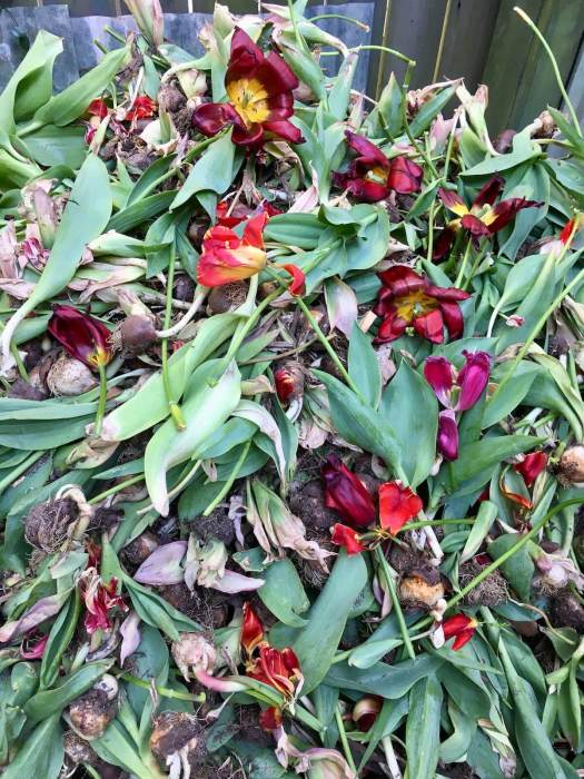 Tulips on a compost heap