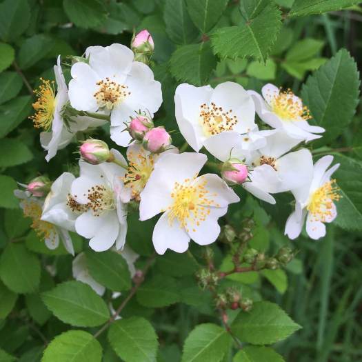 The Magic of Rose Buds – Susan Rushton