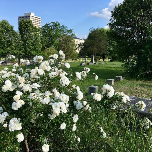 White shrub rose in Greenwood Cemetery, Jackson MS