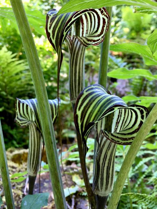 Arisaema with striped flowers at Harlow Carr