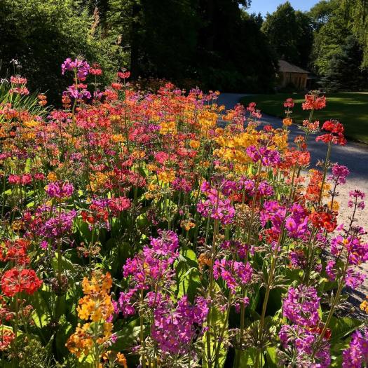Brightly coloured Candelabra Primulas at Harlow Carr