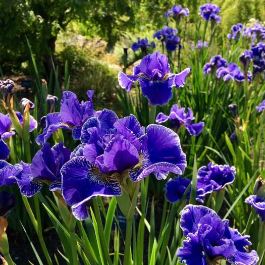 Blue iris at Harlow Carr garden