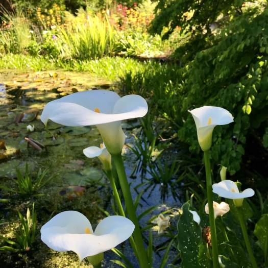 Lily pond with white arums