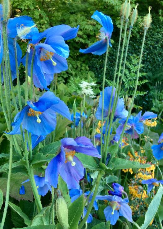 Blue meconopsis at Harlow Carr