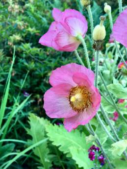 Pink meconopsis