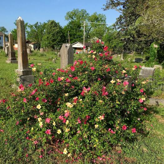 Rosa x odorata 'Mutabilis' in a cemetery