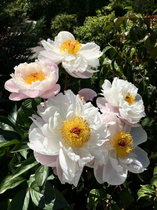 White peony at Harlow Carr