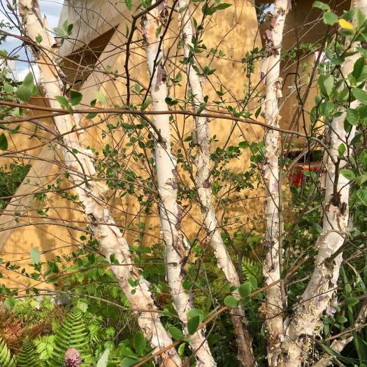 Betula nigra (River birch)