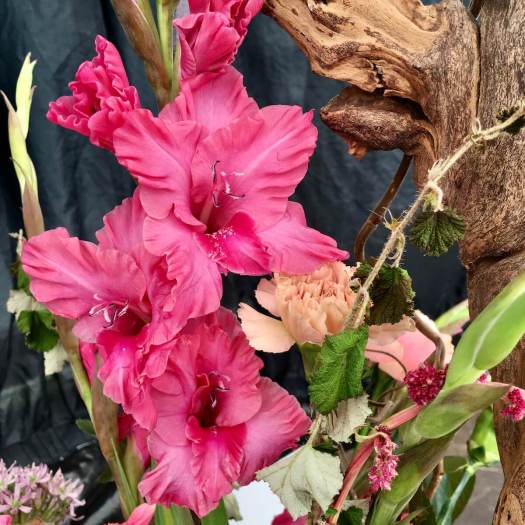 Dusky pink Gladiolus