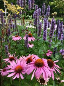 Echinacea, agastache and fennel