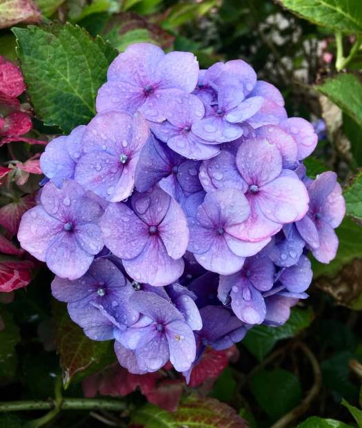 Lavender-blue hydrangea with raindrops