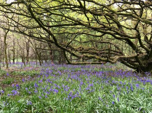 Bluebell wood, Darwen