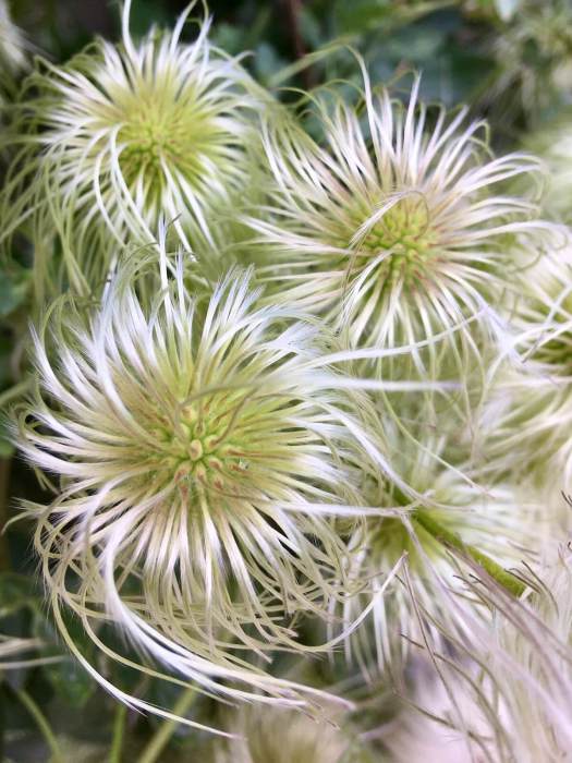 Fluffy clematis seed heads