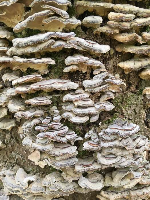Fungus on a tree