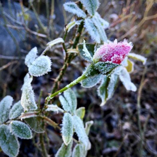 Frost on rose bud