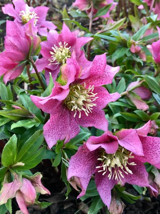 Pink spotted hellebore