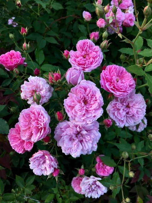 'Caldwell Pink' roses paling to lilac-pink