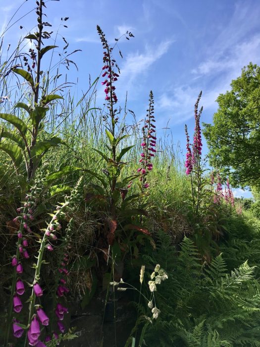 Wild foxgloves growing with grasses and ferns along a country lane in Lancashire