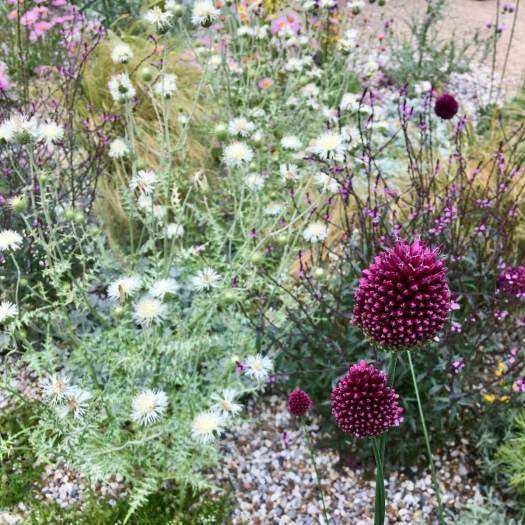 Drumstick alliums in Carol Klein's Iconic Horticultural Hero garden, Hampton Court