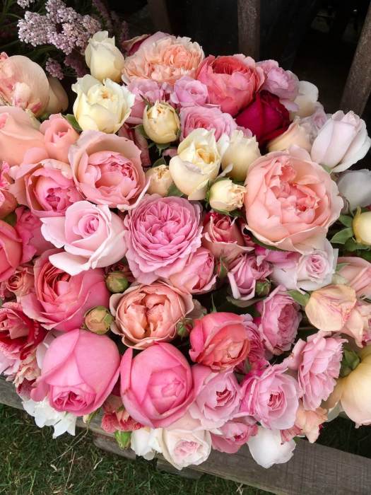 Florist's roses in shades of cream, pink, salmon and peach