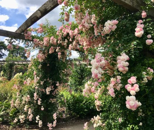 'Maid of Kent' rose at Kew Gardens