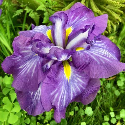 Iris ensata purple-blue