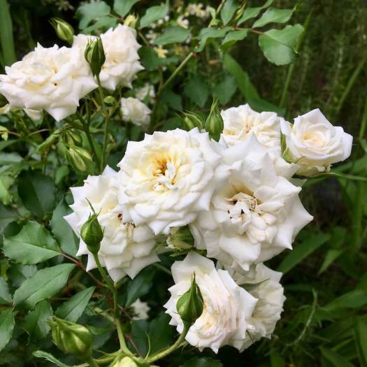 Creamy-white rose with double flowers
