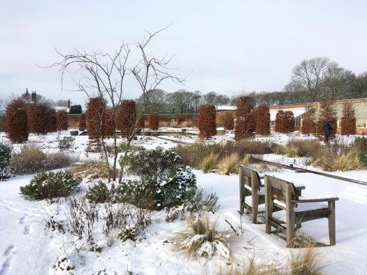 Beech trees in the Paradise Garden at RHS Bridgewater in winter