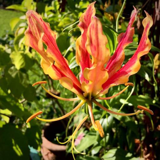 Gloriosa lily in sunshine